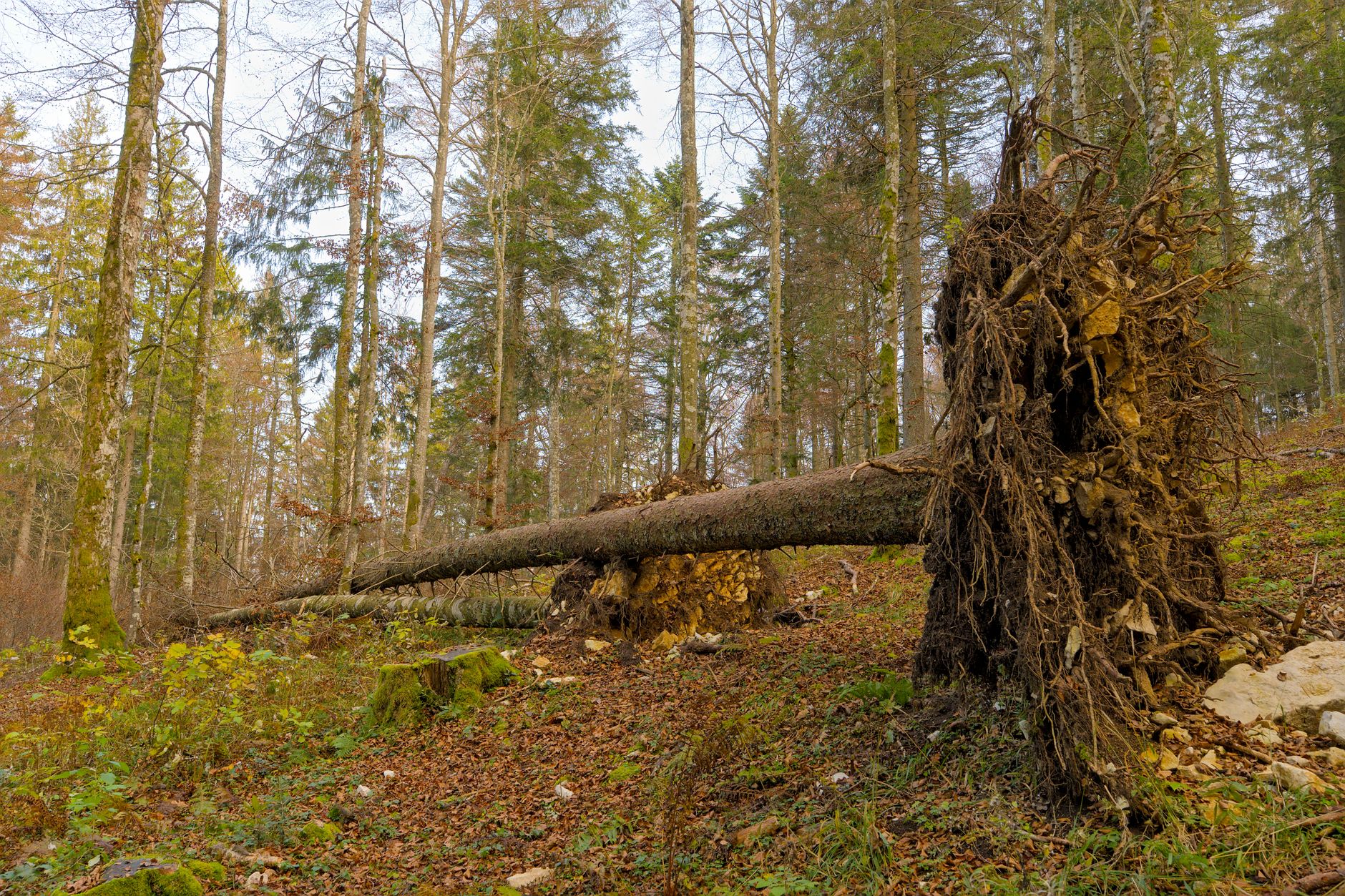 Enlèvement arbre urgence à Aix-les-Bains